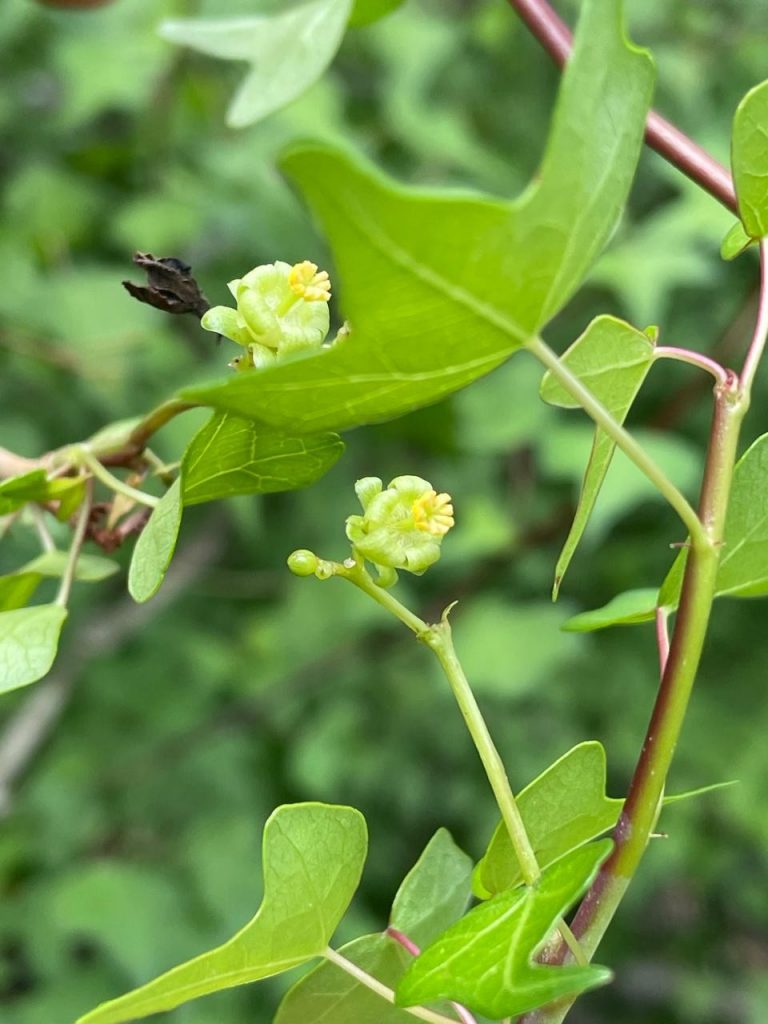 Descubren nueva especie del género Jatropha