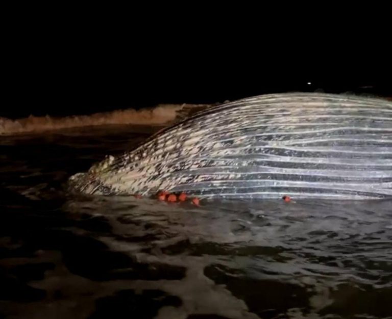 Muere ballena enredada con chinchorro en Mazatlán