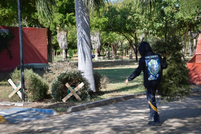 Cierran el 31 de enero acopio de pinos navideños