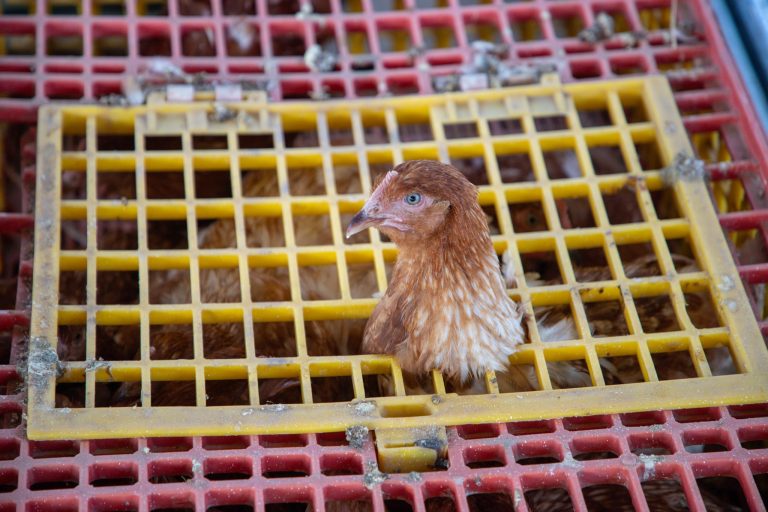 Detectan el primer caso humano de influenza aviar en México