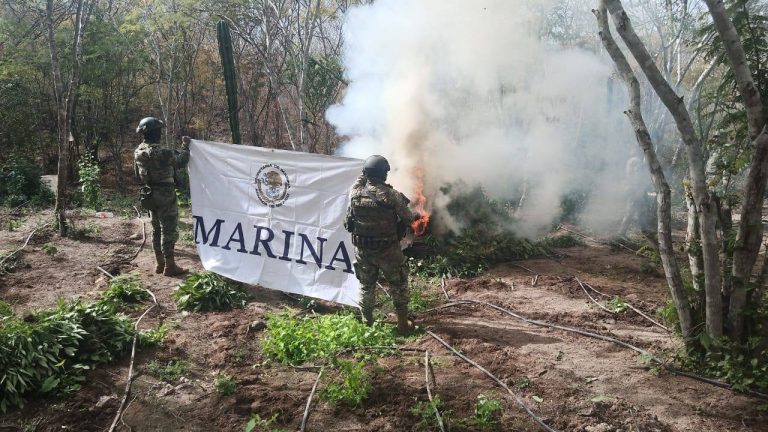 Destruye Marina una hectárea de plantío en Sinaloa