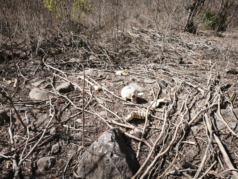 Hallan en el monte huesos humanos incinerados en Costa Rica