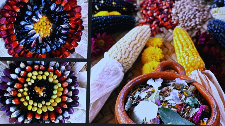 Sin riesgo para la salud, derivados del maíz mexicano