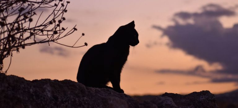 Gripe aviar, la próxima pandemia: OMS