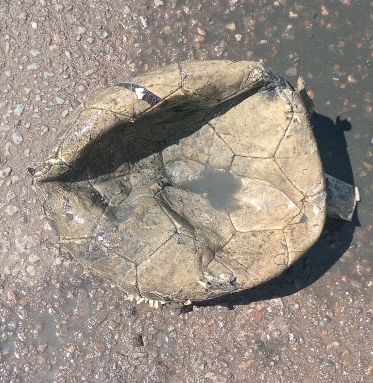 Pide Japan cuidar drenaje al hallar un balón