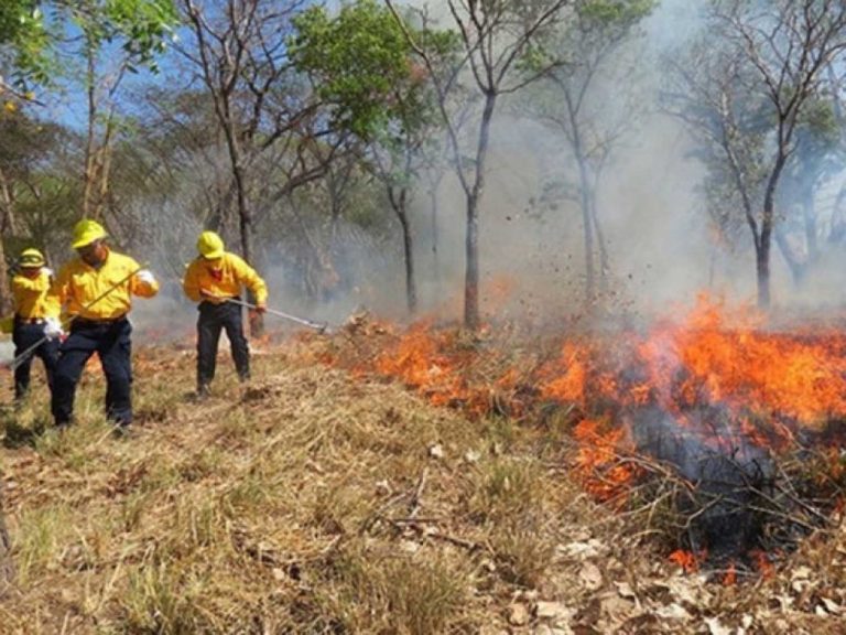 Se anticipan incendios forestales por sequía en Sinaloa