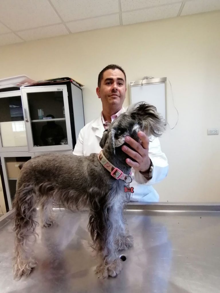 Alertan de estrés por calor en animales