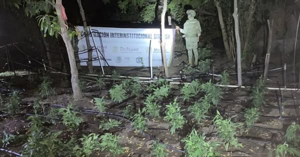 Destruyen en Elota 1.5 hectáreas con mariguana