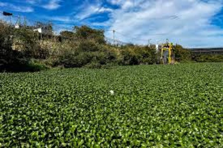 Afecta lirio a ríos Humaya, Tamazula y Culiacán