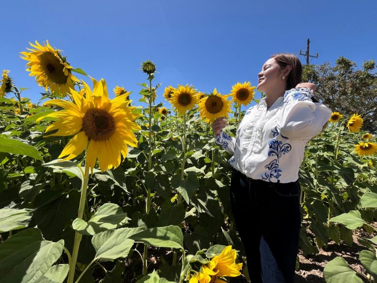 Atraen girasoles miles de turistas a playas de Navolato