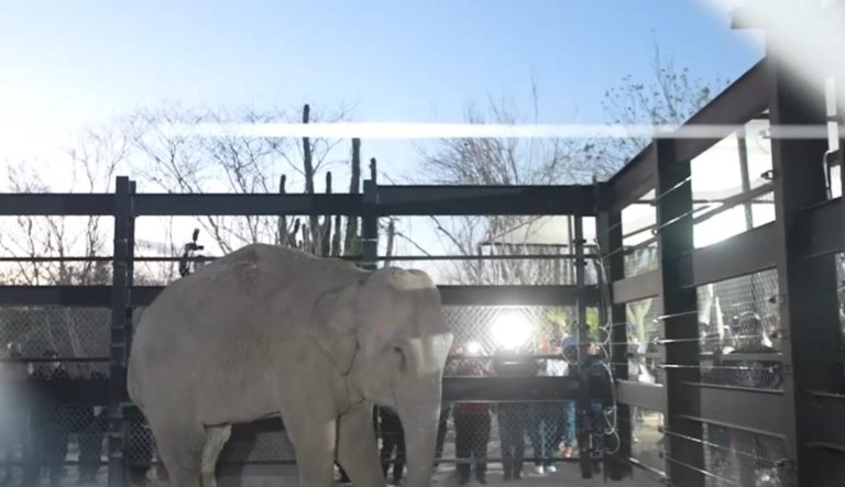 Qué es BioParc, santuario que recibe a 700 animales de Ostok