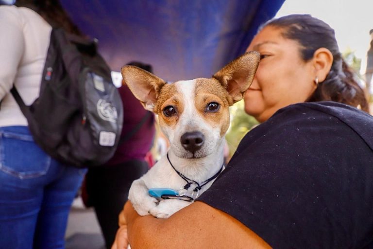 Arranca vacunación de perros y gatos en Sinaloa