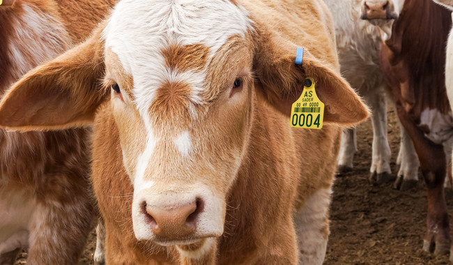 Mantiene EU cierre de frontera al ganado mexicano