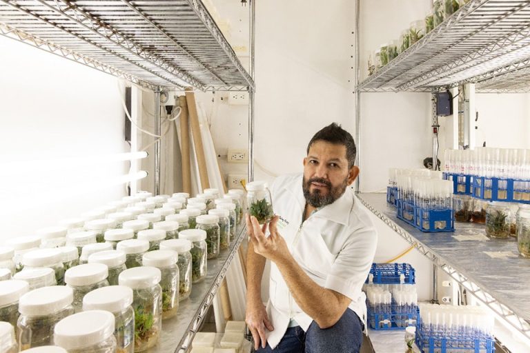 Crearían sinaloenses de la UAS vacunas comestibles para camarones de granja