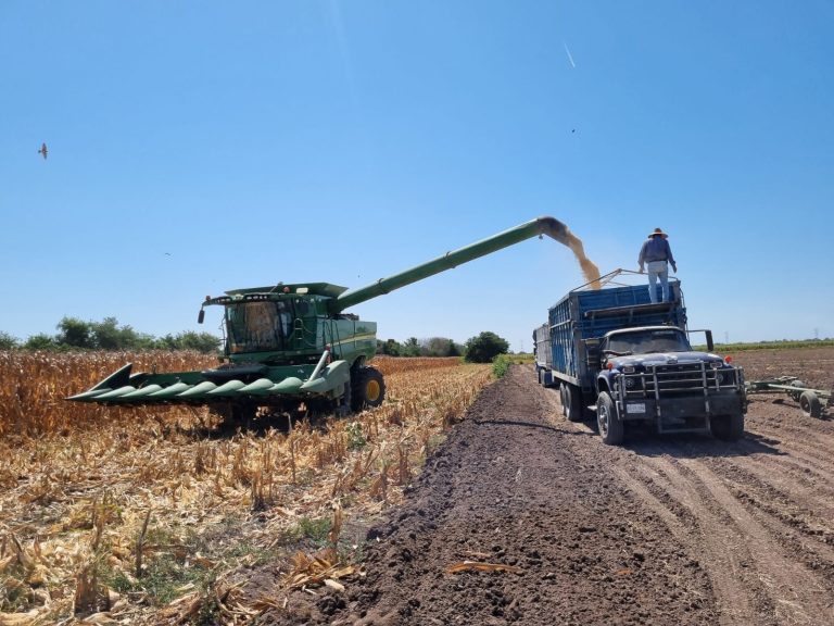 Buscan negociar venta de todo el maíz de Sinaloa