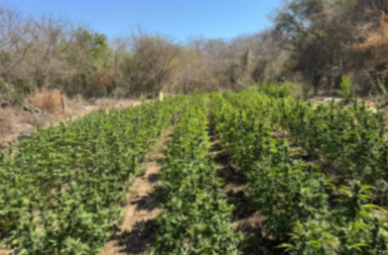 Destruyen plantío de mariguana en Cosalá