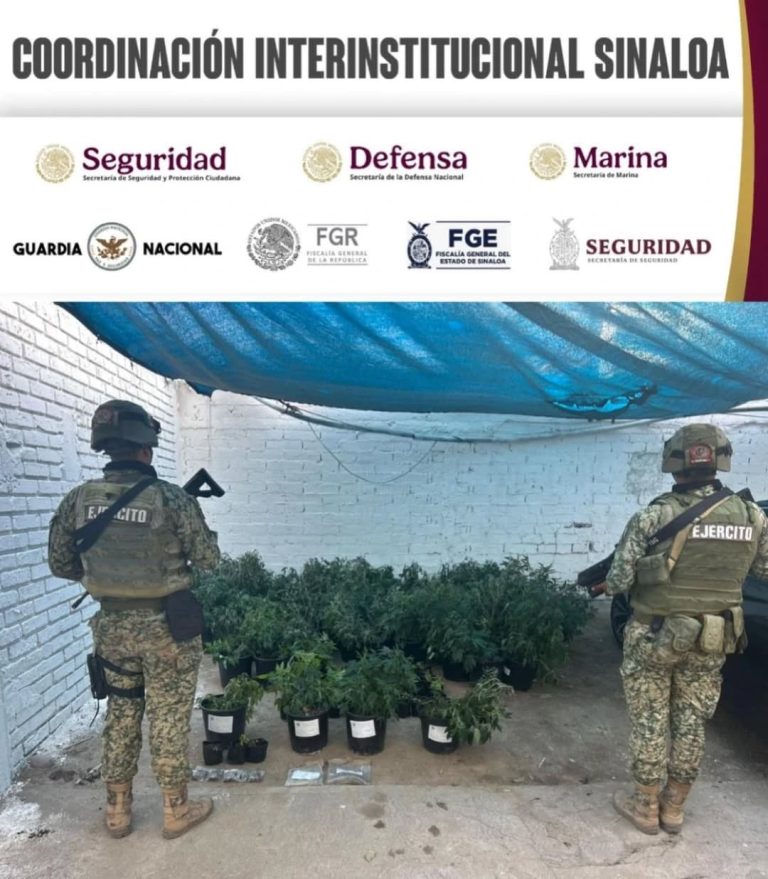 Aseguran 200 plantas de mariguana en una casa en Elota