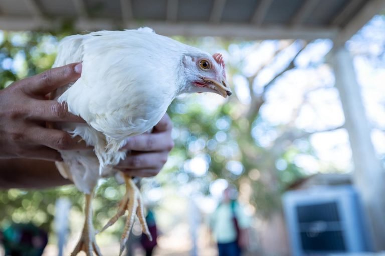 Impulsan en Quilá cría de gallinas de traspatio