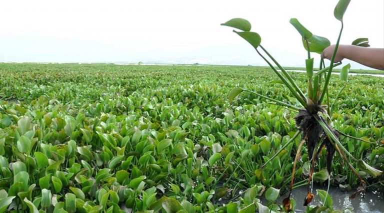 Ve especialista de la UAS problema ecológico con el lirio acuático