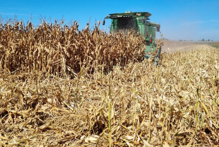 Al 35% trillas de maíz en Navolato, en retraso por sequía