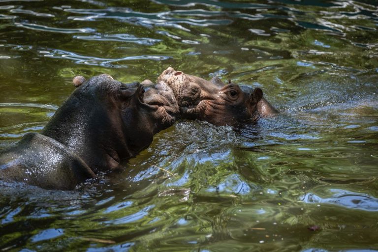 Da Zoo Culiacán bienvenida a la nueva pareja de hipopótamos