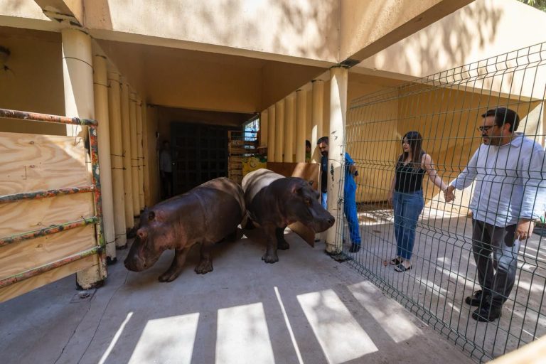 Llegan 2 nuevos hipopótamos al Zoo de Culiacán