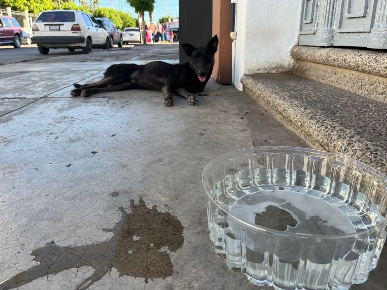 Se solidarizan navolatenses con animales en estado de calle