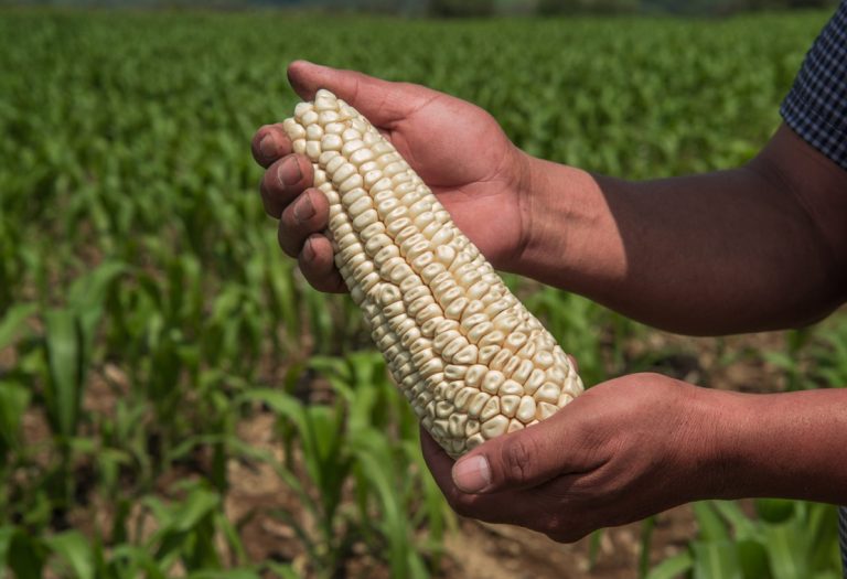 Garantiza Agricultura abasto de maíz blanco en México
