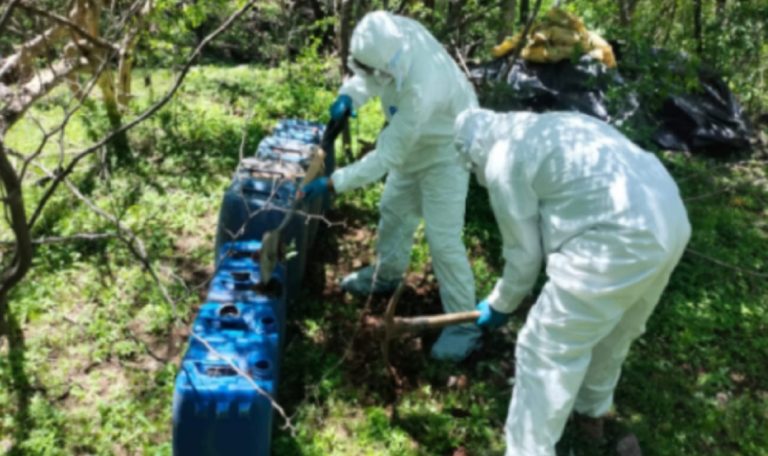 Destruyen plantío en Culiacán