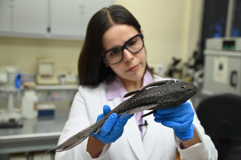 Ataca pez diablo en los ríos de Culiacán a la fauna nativa