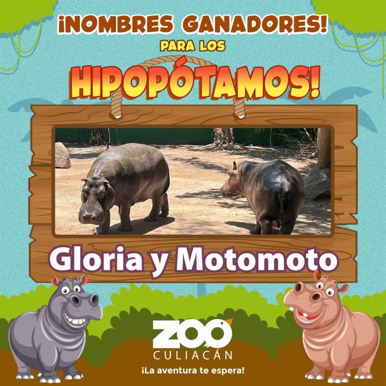 Gloria y Motomoto, el nombre de los hipopótamos del Zoo Culiacán