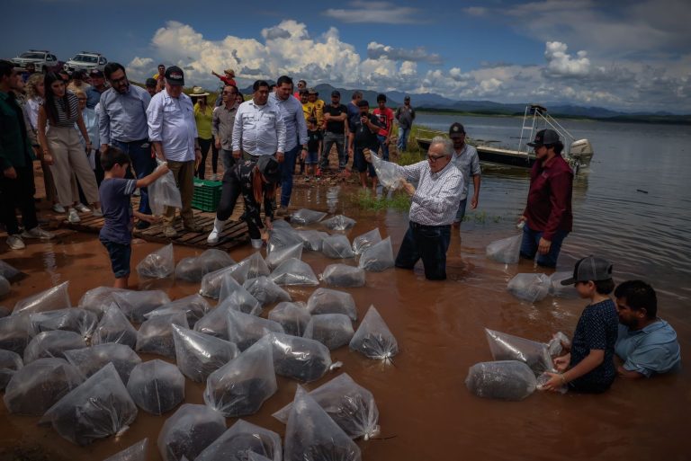 Siembran alevines en la Sanalona y 13 embalses más de Culiacán