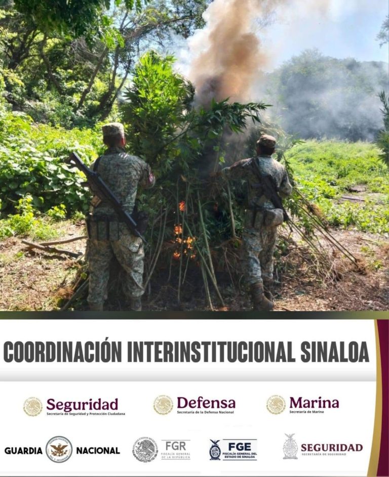 Destruyen un plantío y 7 laboratorios clandestinos en Culiacán y Cosalá