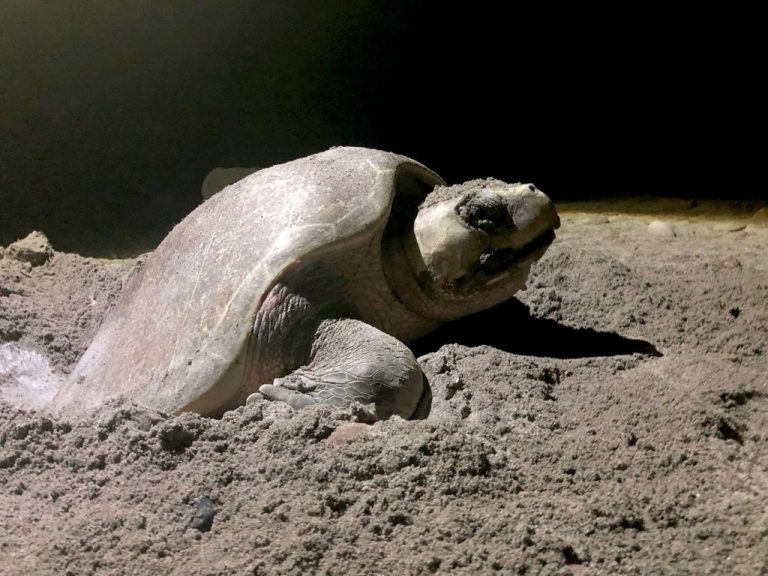 Suma UAS 49 años de conservación de la tortuga marina en Ceuta