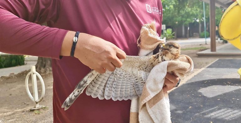 Rescatan un águila lesionada afuera de una iglesia en la Chapultepec