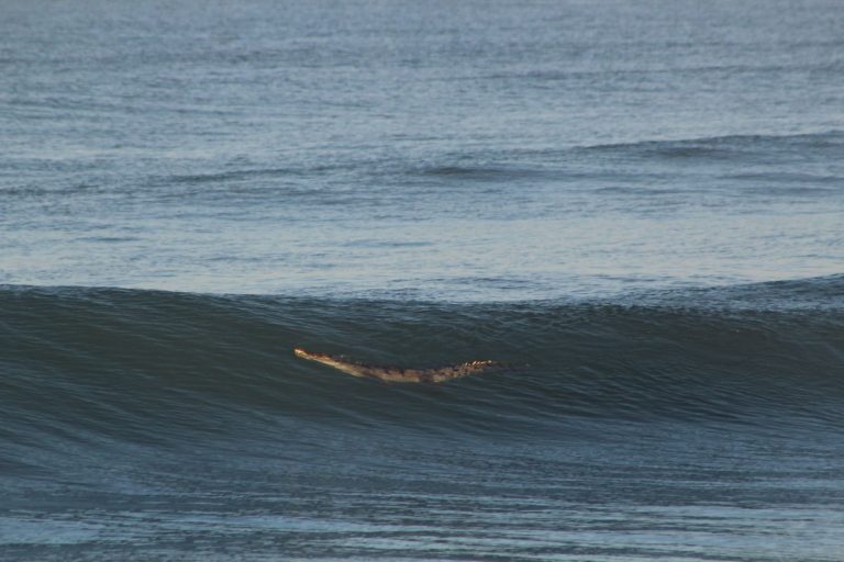 Alerta por cocodrilo en playa de Mazatlán