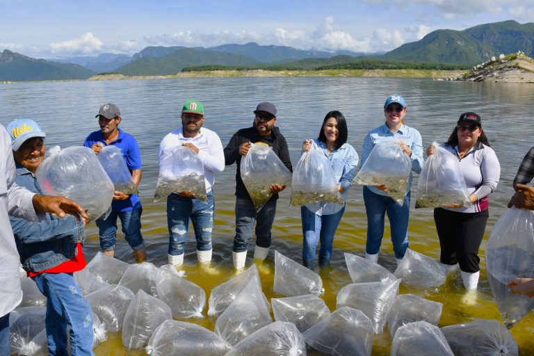 Alcanza Sinaloa meta de 2 millones de alevines sembrados