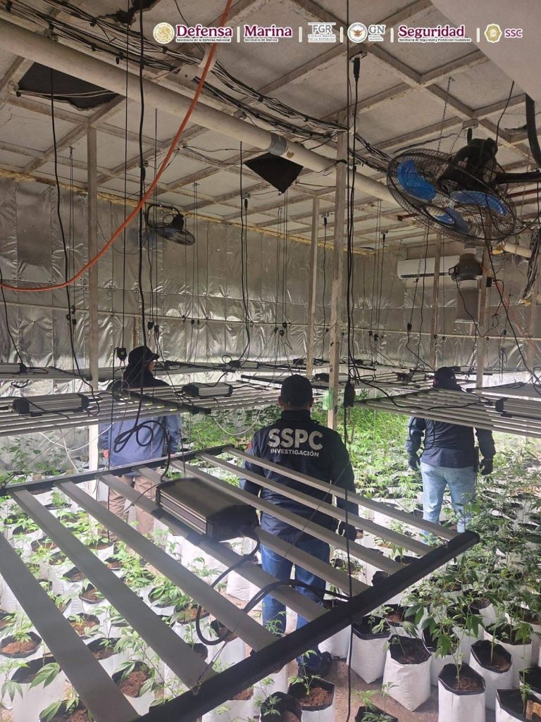 Caen 4 y aseguran invernaderos en CDMX; hasta mil plantas de mariguana