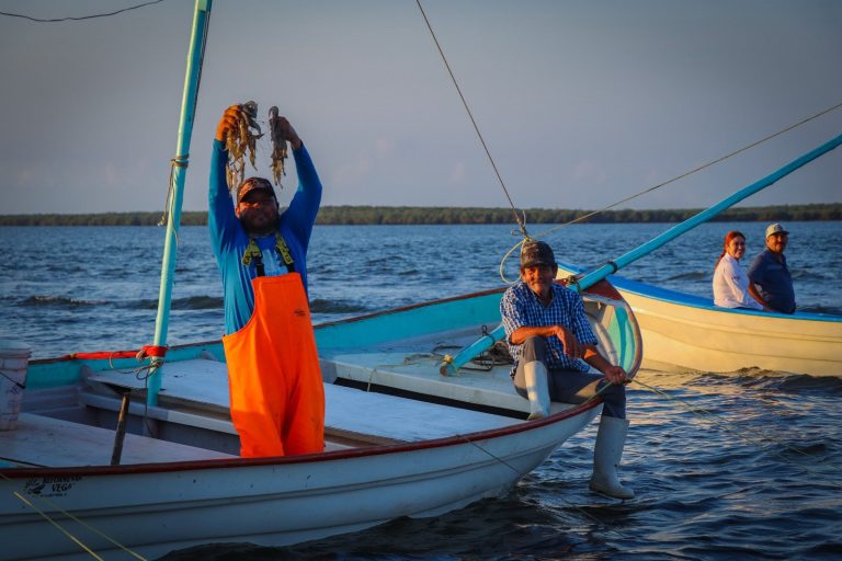 Van más de 10 mil a captura de camarón en Sinaloa