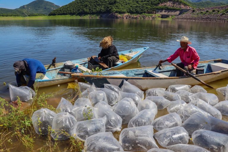 Siembran 1.8 millones de alevines de tilapia en la Presa Guillermo Blake