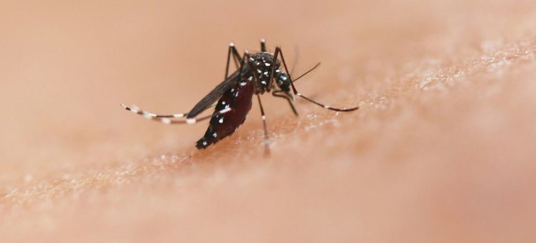 Urge ONU control de moscos por brotes de chikunguña y oropouche