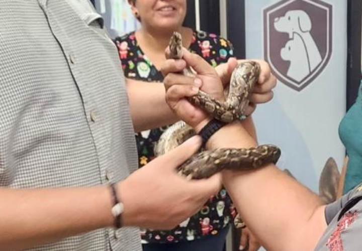 Capturan serpiente afuera de la USE Culiacán