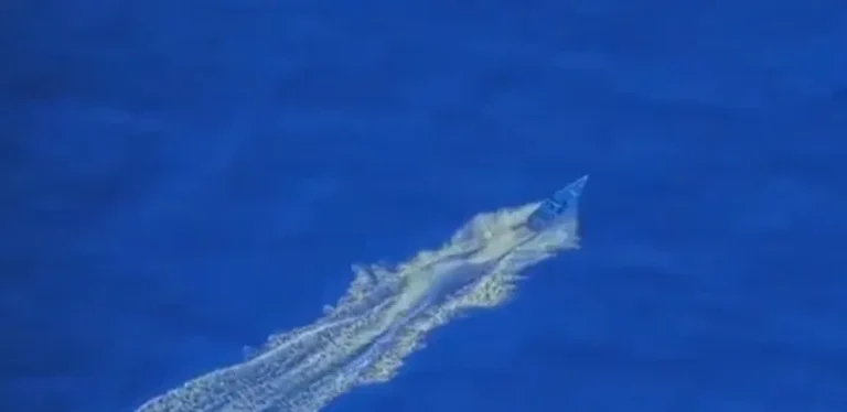 Ataca EU narcolancha frente a Venezuela: 4 muertos