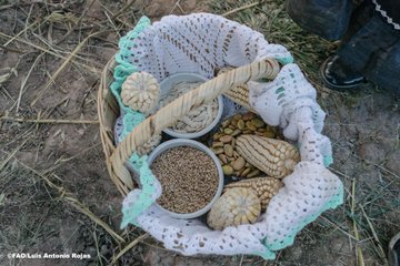 Ve FAO al metepantle como ejemplo de resiliencia agrícola