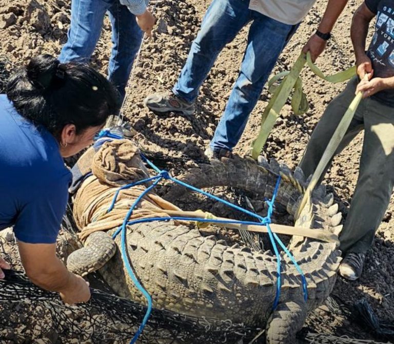 Capturan cocodrilo de 3 metros en El Diez