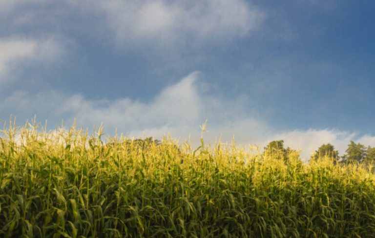 Darán tasa de interés preferencial del 8.5% en financiamiento al campo