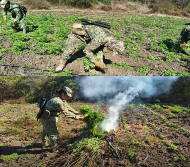 Destruyen plantío de una hectárea con mariguana en Los Mezcales