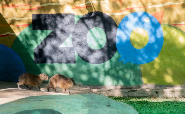 Abarrotan el Zoo Culiacán por llegada de capibaras