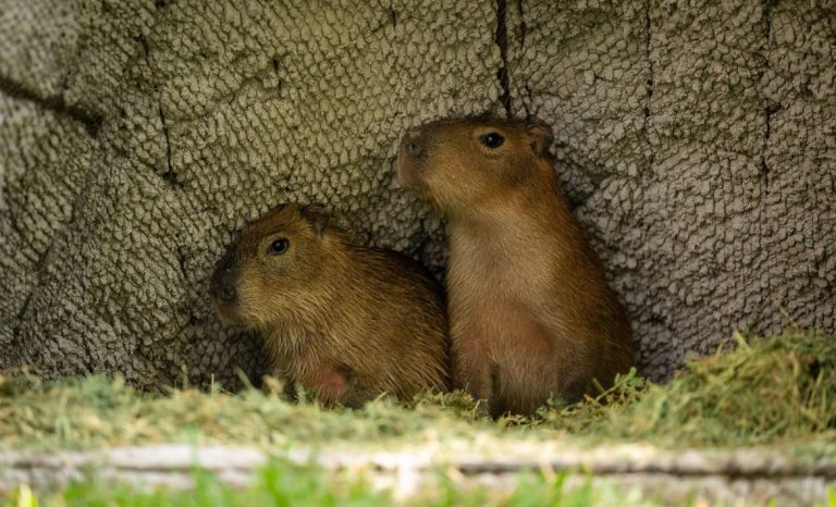 Buscan nombre a los nuevos capibaras del Zoo Culiacán