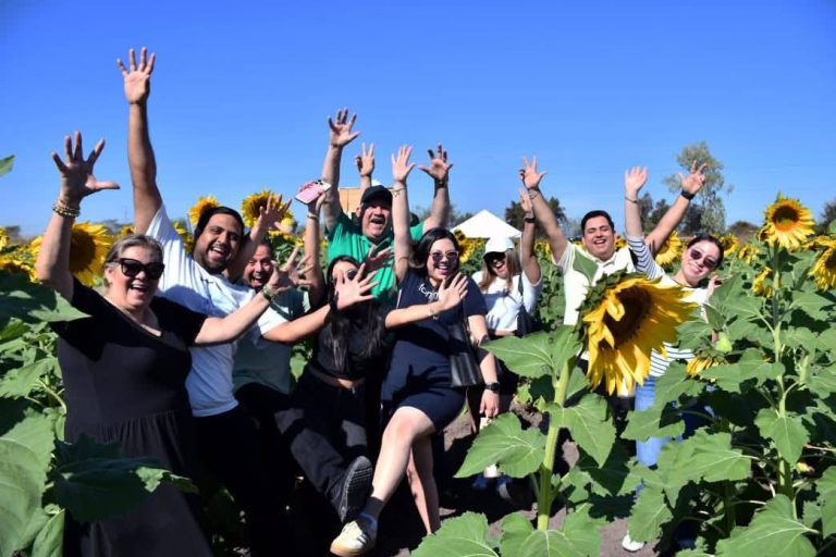 Abre Mocorito 6 hectáreas en campo de girasoles